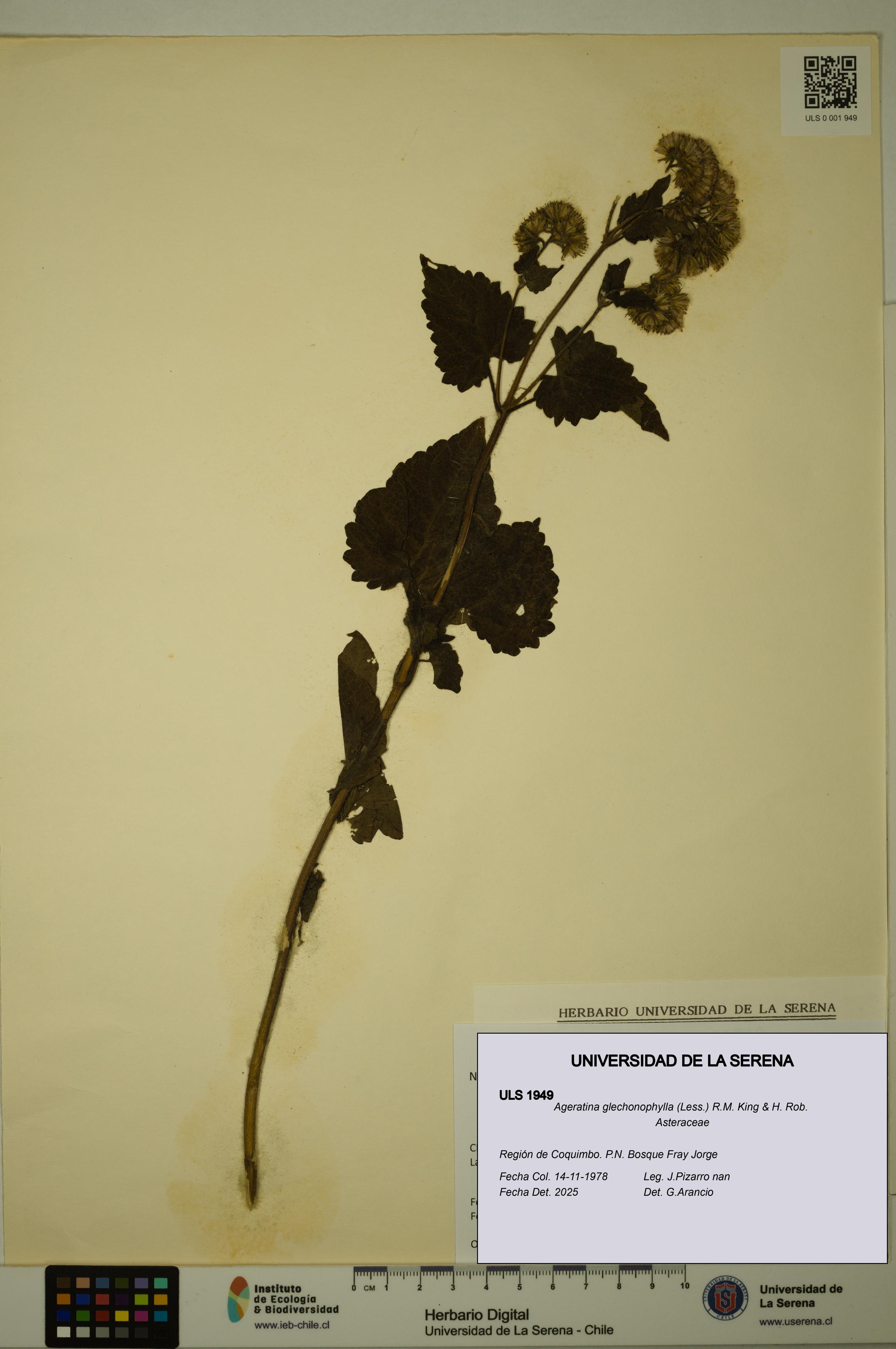 Ageratina glechonophylla [Espécimen: ULS:ULS:0001949]