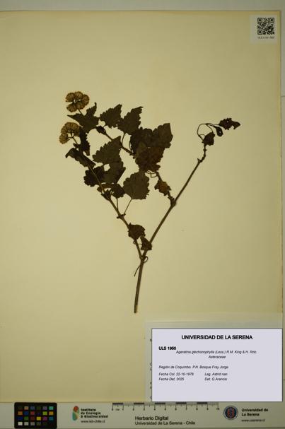 Ageratina glechonophylla [Espécimen: ULS:ULS:0001950]