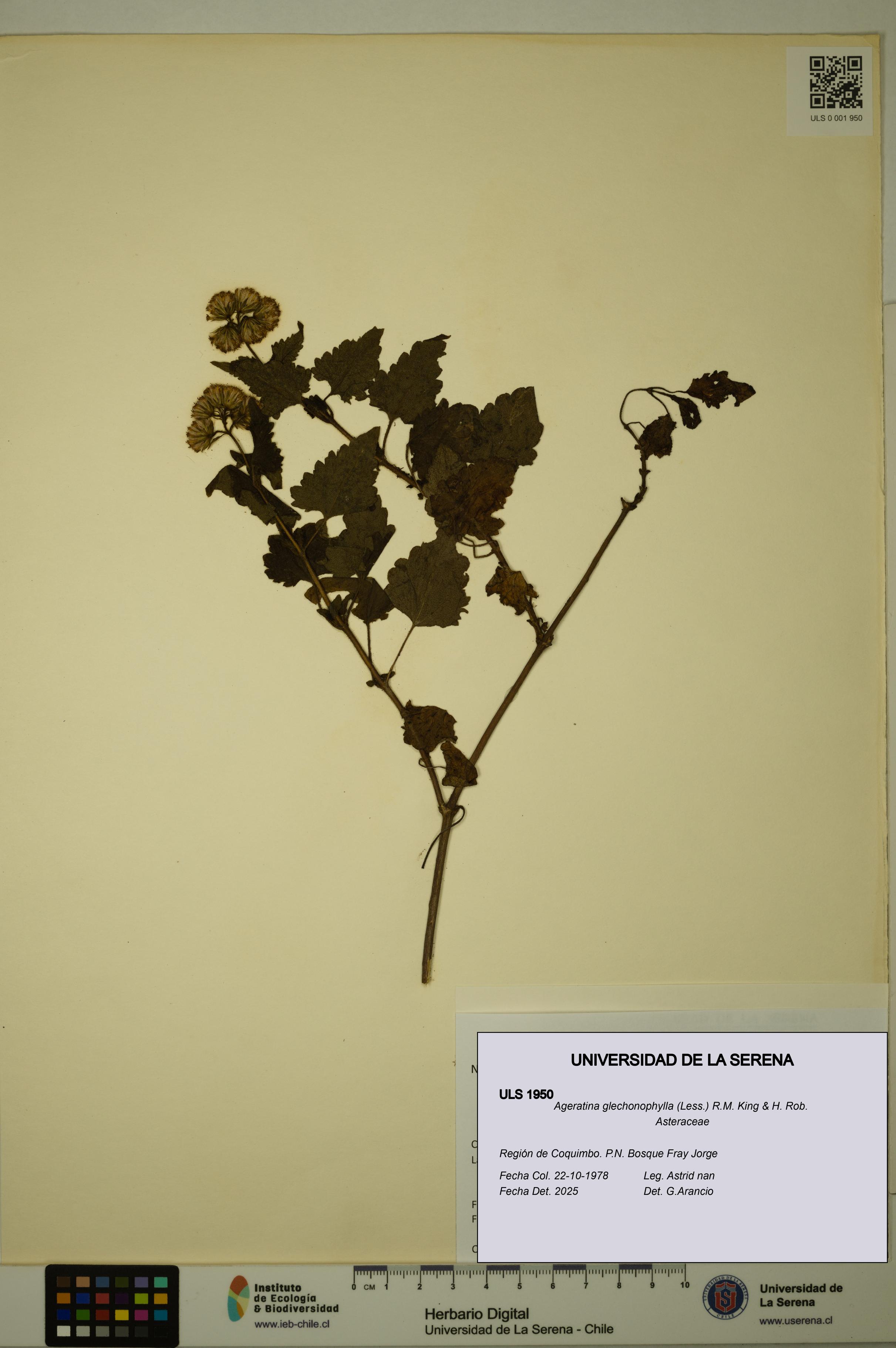 Ageratina glechonophylla [Espécimen: ULS:ULS:0001950]