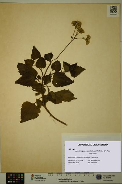 Ageratina glechonophylla [Espécimen: ULS:ULS:0001951]