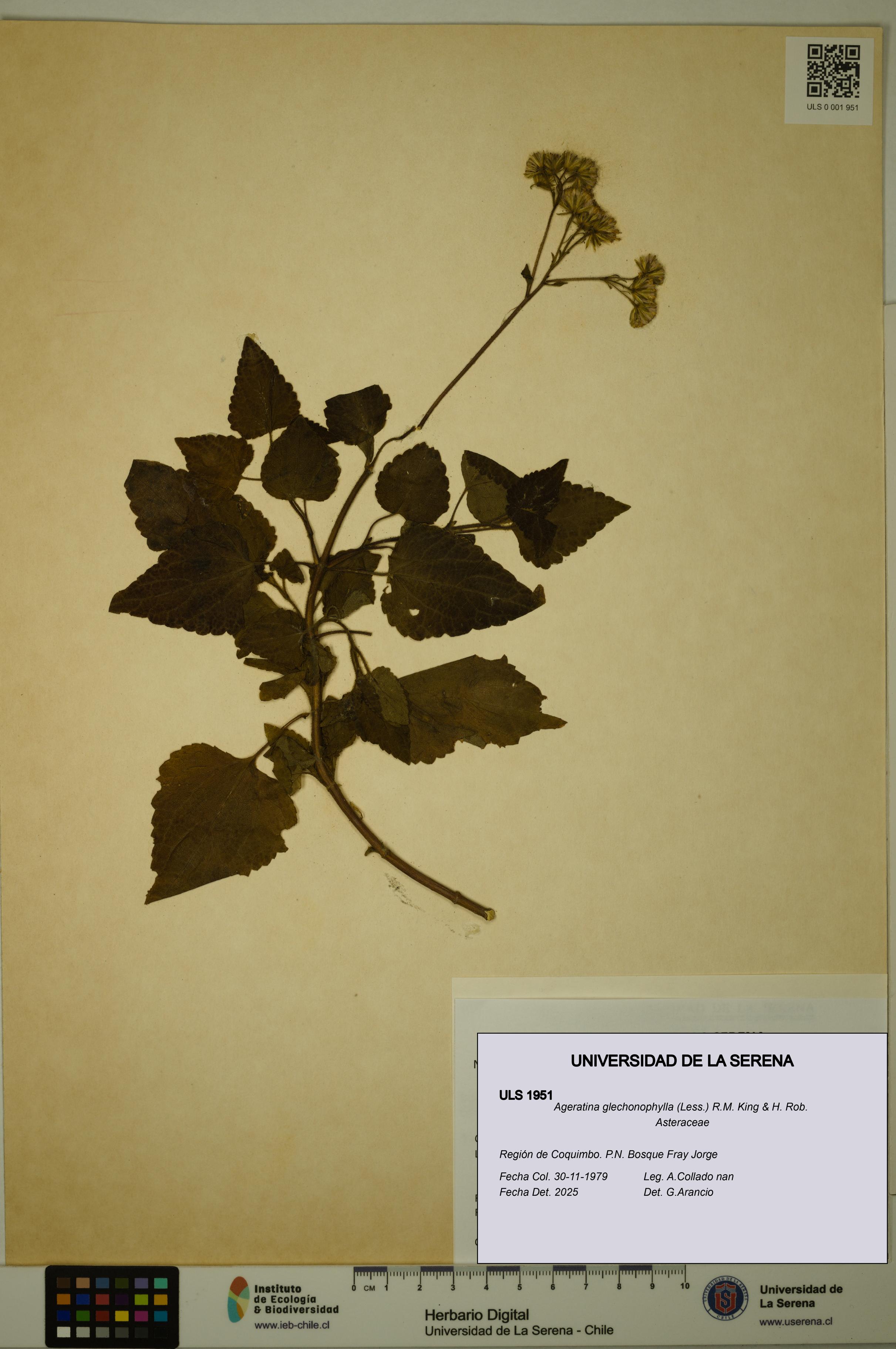 Ageratina glechonophylla [Espécimen: ULS:ULS:0001951]