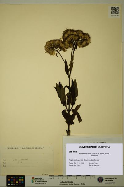 Aristeguietia salvia [Espécimen: ULS:ULS:0001952]