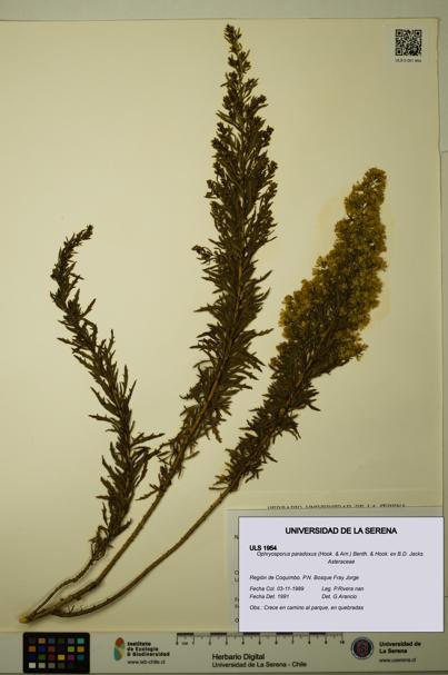 Ophryosporus paradoxus [Espécimen: ULS:ULS:0001954]