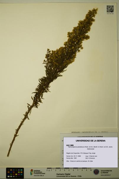 Ophryosporus paradoxus [Espécimen: ULS:ULS:0001955]