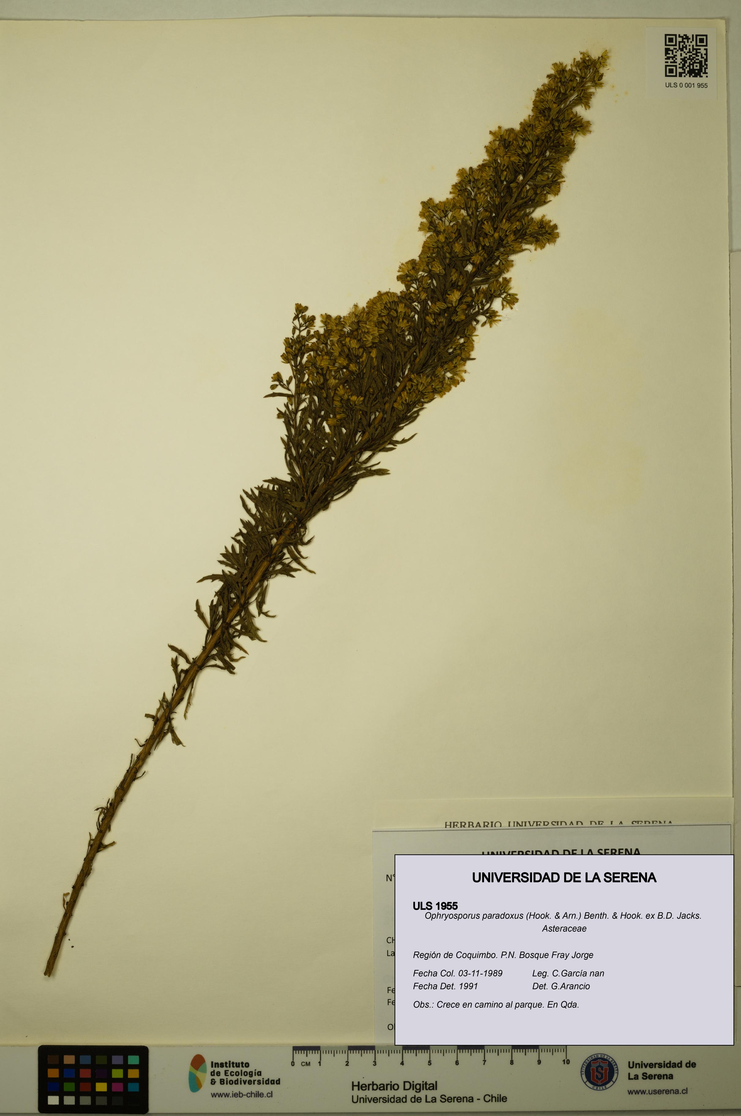 Ophryosporus paradoxus [Espécimen: ULS:ULS:0001955]