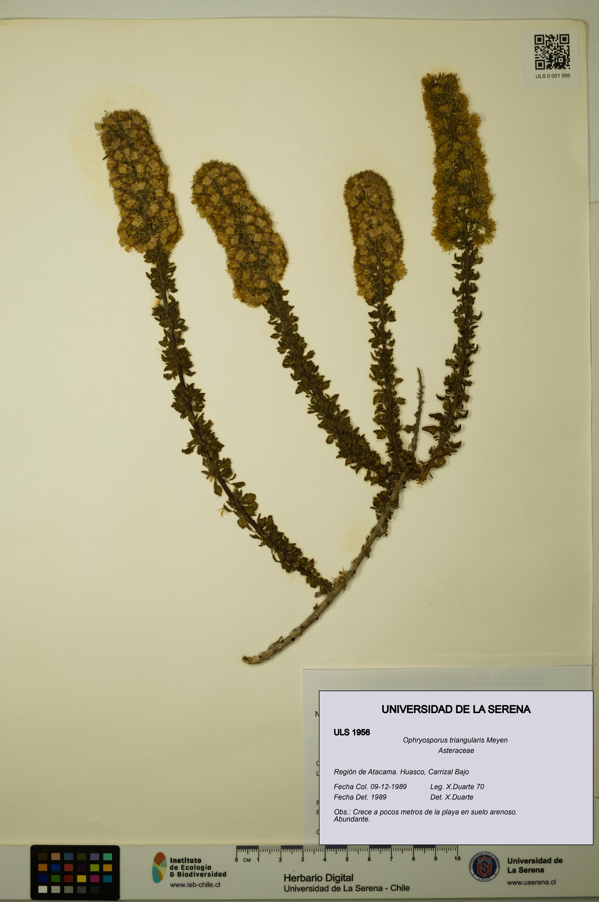 Ophryosporus triangularis [Espécimen: ULS:ULS:0001956]