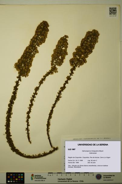 Ophryosporus triangularis [Espécimen: ULS:ULS:0001957]