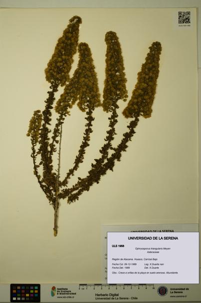 Ophryosporus triangularis [Espécimen: ULS:ULS:0001958]