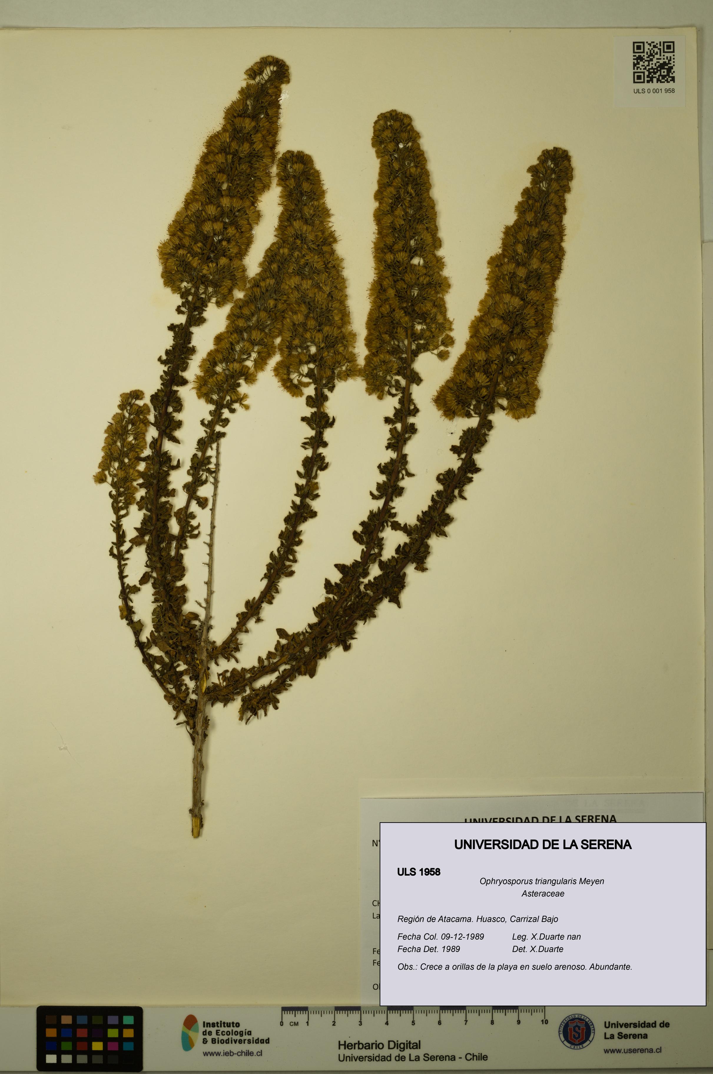 Ophryosporus triangularis [Espécimen: ULS:ULS:0001958]