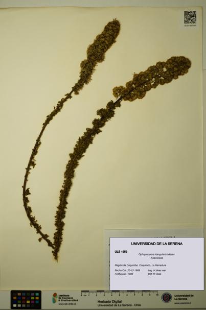Ophryosporus triangularis [Espécimen: ULS:ULS:0001959]