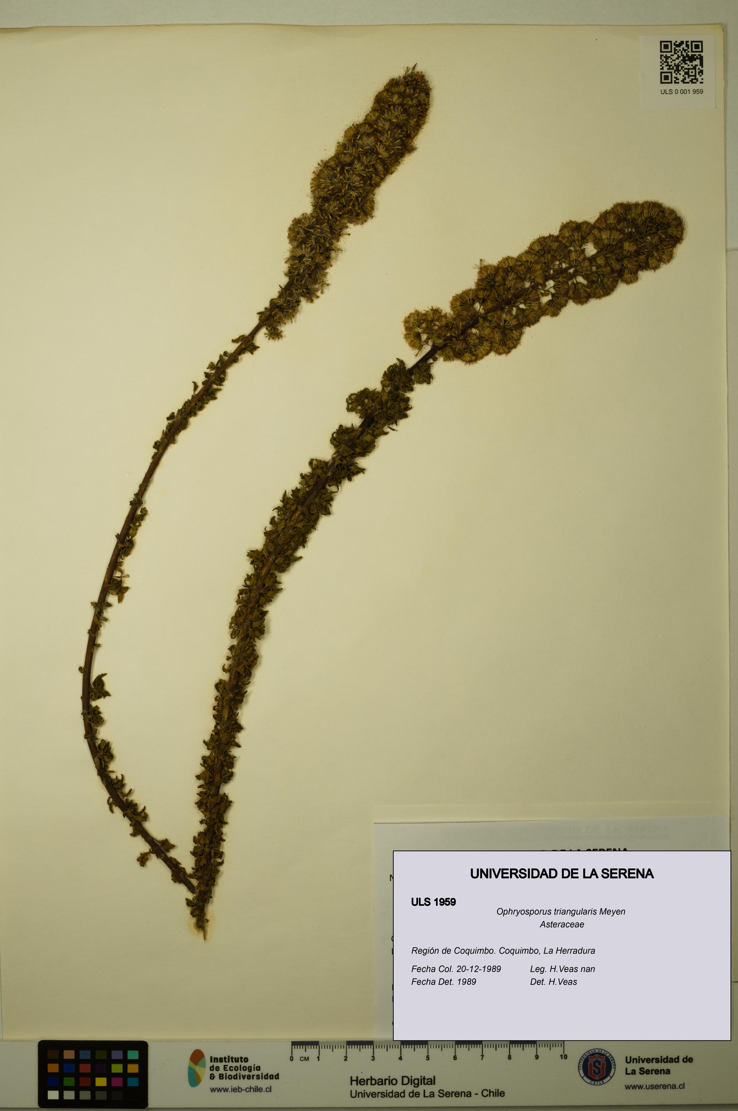 Ophryosporus triangularis [Espécimen: ULS:ULS:0001959]