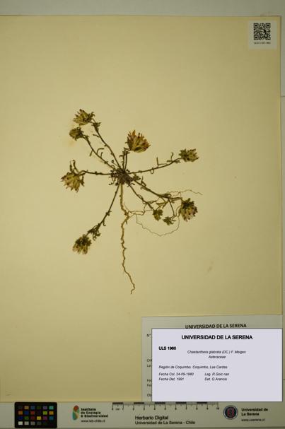 Chaetanthera glabrata [Espécimen: ULS:ULS:0001960]