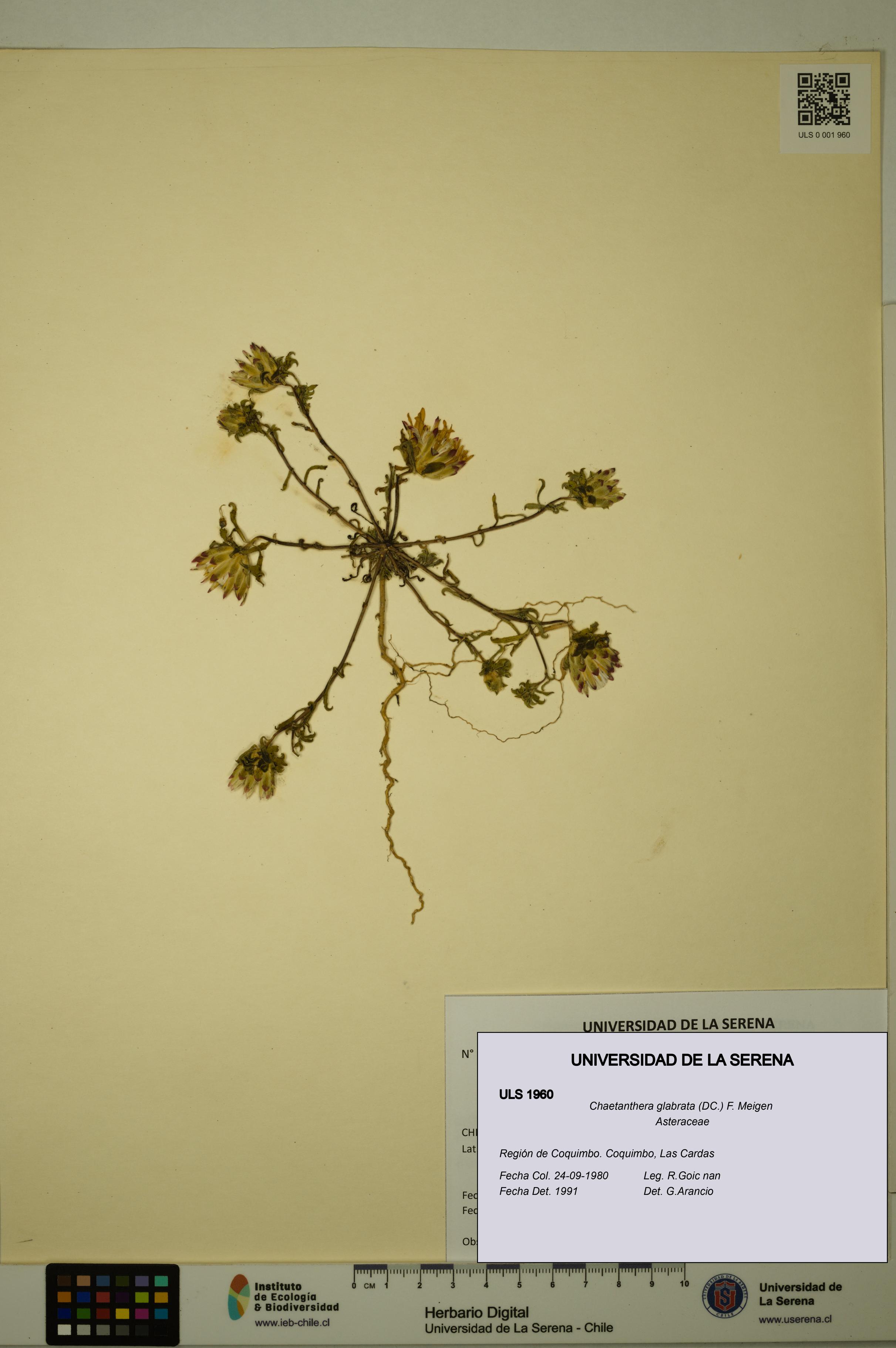 Chaetanthera glabrata [Espécimen: ULS:ULS:0001960]