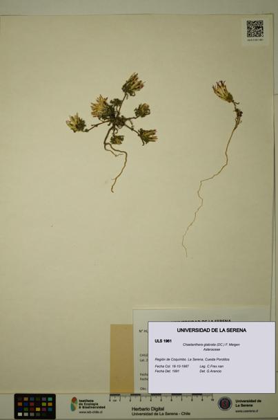 Chaetanthera glabrata [Espécimen: ULS:ULS:0001961]