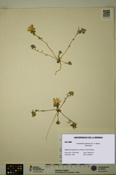 Chaetanthera glabrata [Espécimen: ULS:ULS:0001963]