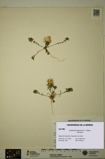 Chaetanthera glabrata [Espécimen: ULS:ULS:0001964]