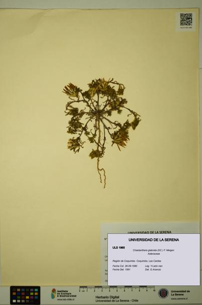 Chaetanthera glabrata [Espécimen: ULS:ULS:0001965]