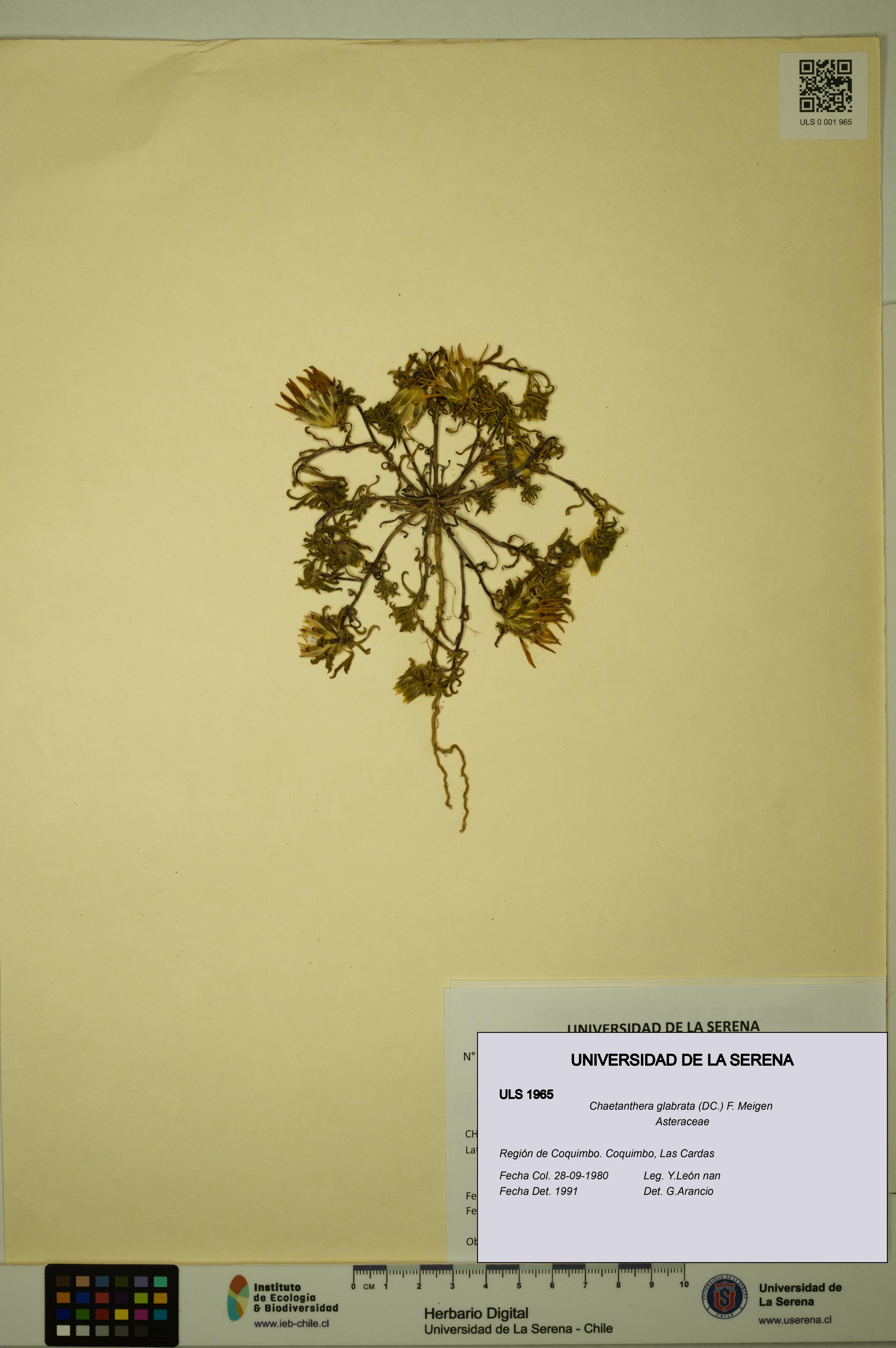 Chaetanthera glabrata [Espécimen: ULS:ULS:0001965]
