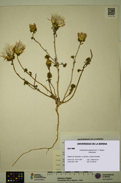 Chaetanthera glabrata [Espécimen: ULS:ULS:0001966]