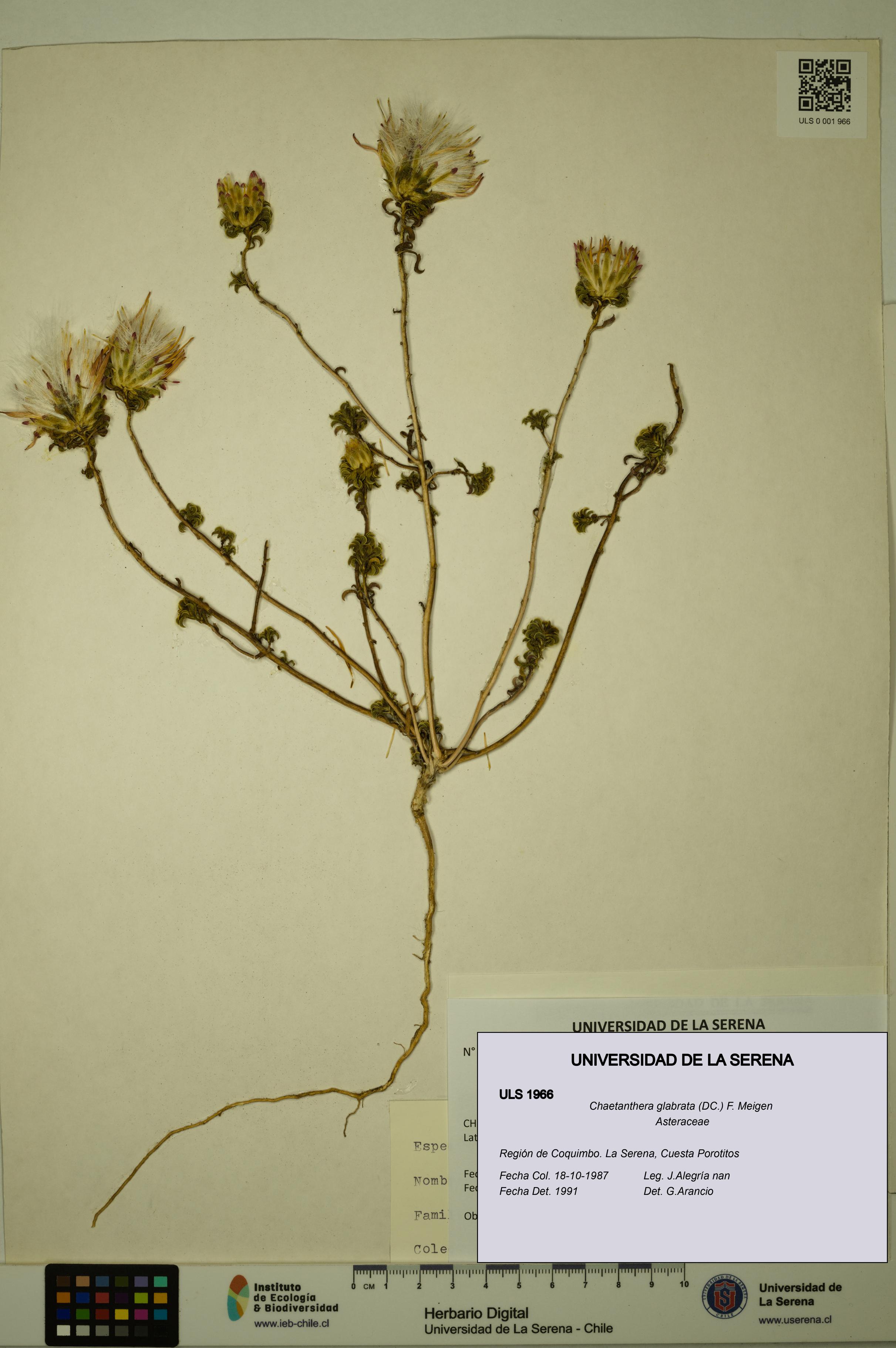 Chaetanthera glabrata [Espécimen: ULS:ULS:0001966]