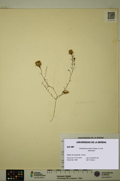 Chaetanthera linearis [Espécimen: ULS:ULS:0001967]