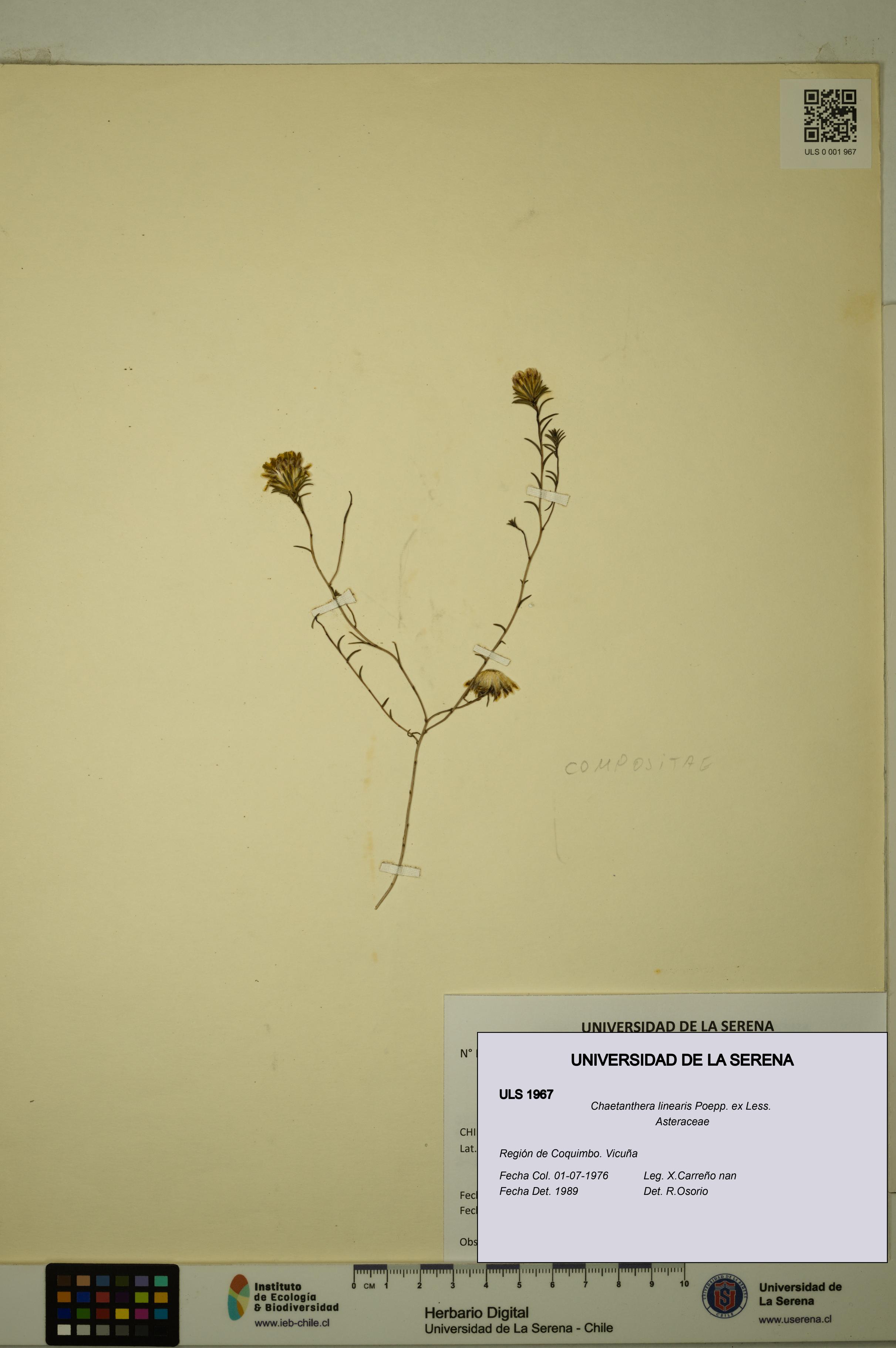 Chaetanthera linearis [Espécimen: ULS:ULS:0001967]