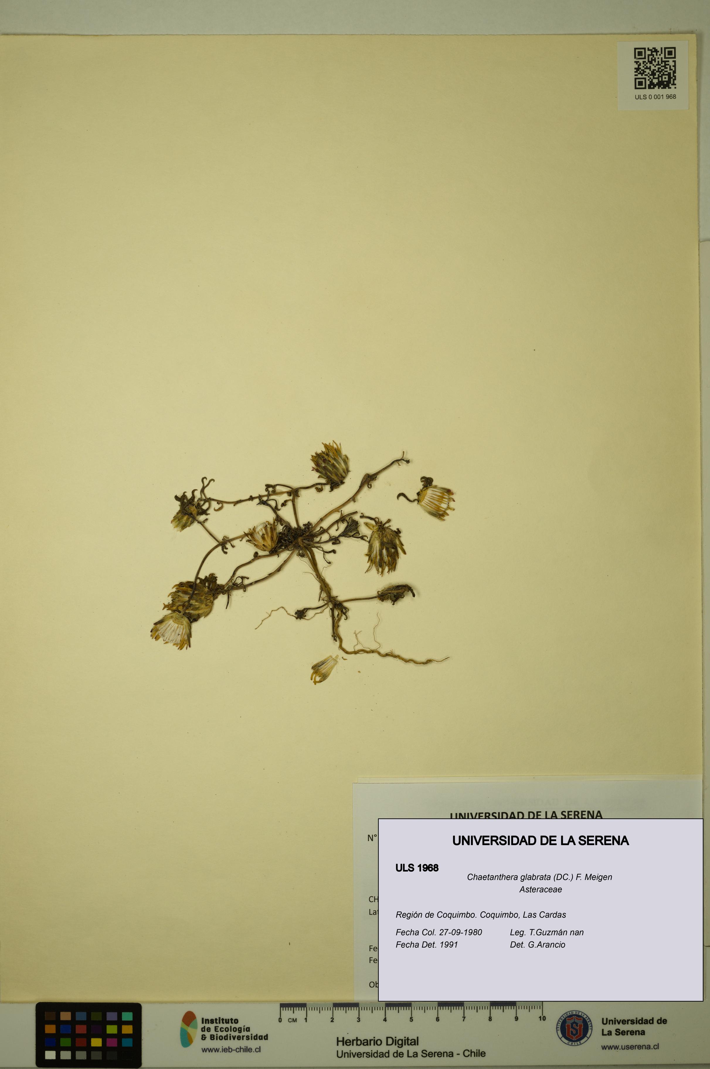 Chaetanthera glabrata [Espécimen: ULS:ULS:0001968]