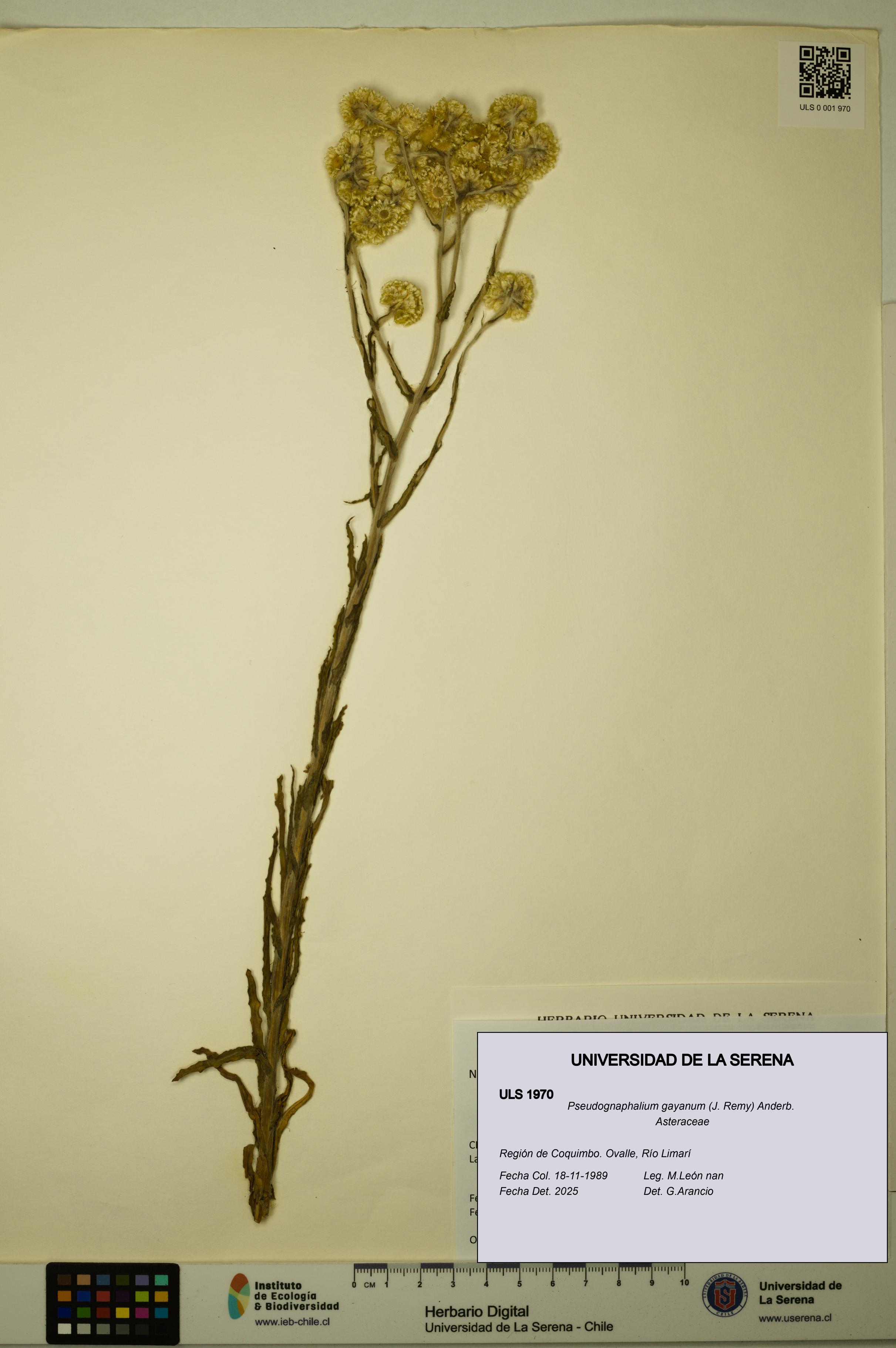 Pseudognaphalium gayanum [Espécimen: ULS:ULS:0001970]