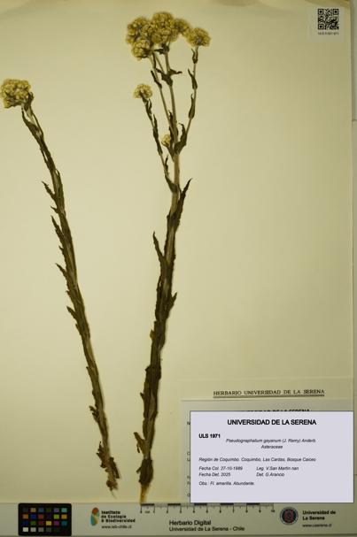 Pseudognaphalium gayanum [Espécimen: ULS:ULS:0001971]