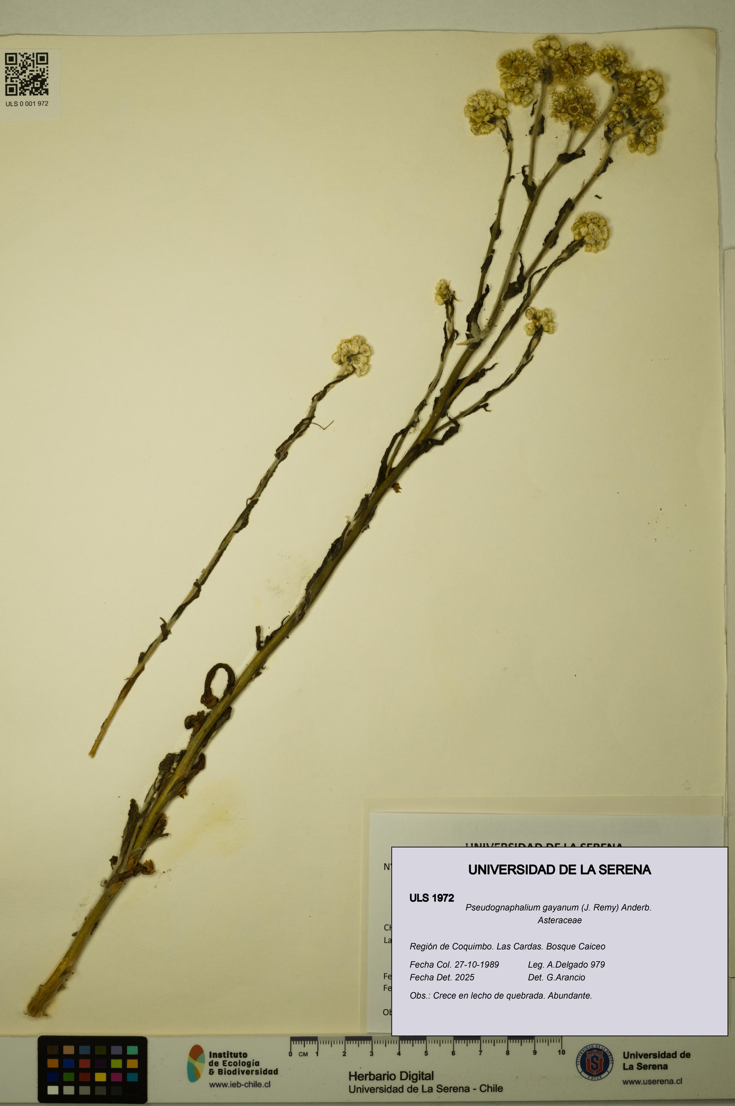 Pseudognaphalium gayanum [Espécimen: ULS:ULS:0001972]