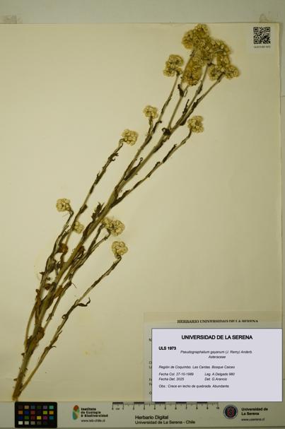 Pseudognaphalium gayanum [Espécimen: ULS:ULS:0001973]