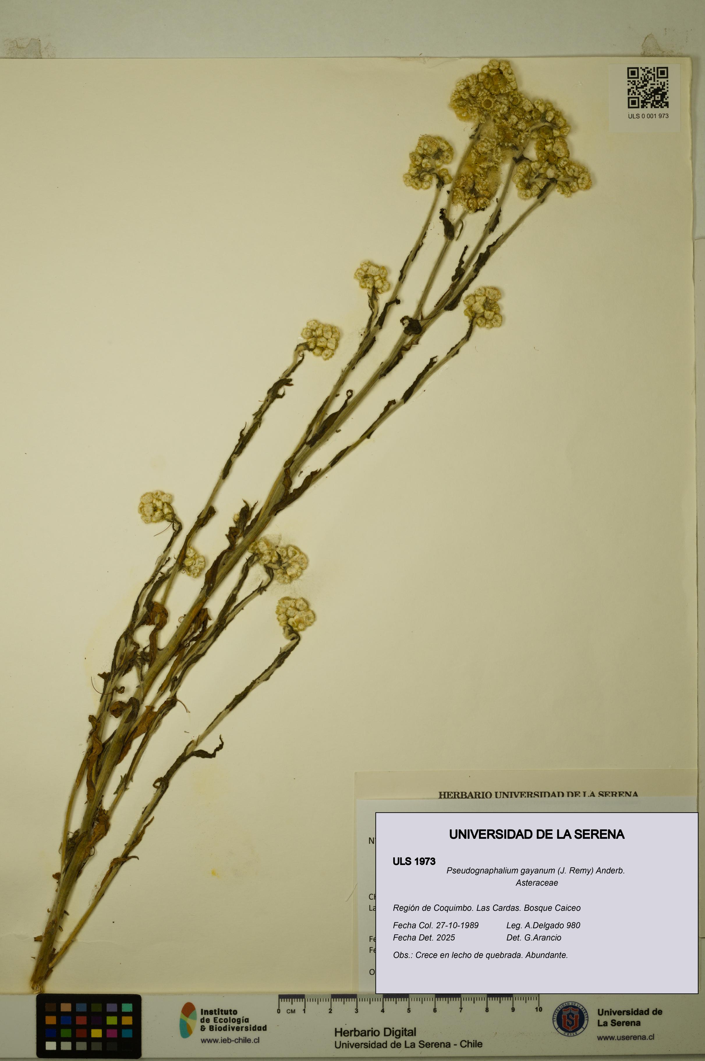 Pseudognaphalium gayanum [Espécimen: ULS:ULS:0001973]