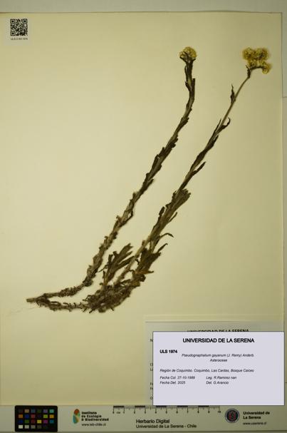 Pseudognaphalium gayanum [Espécimen: ULS:ULS:0001974]