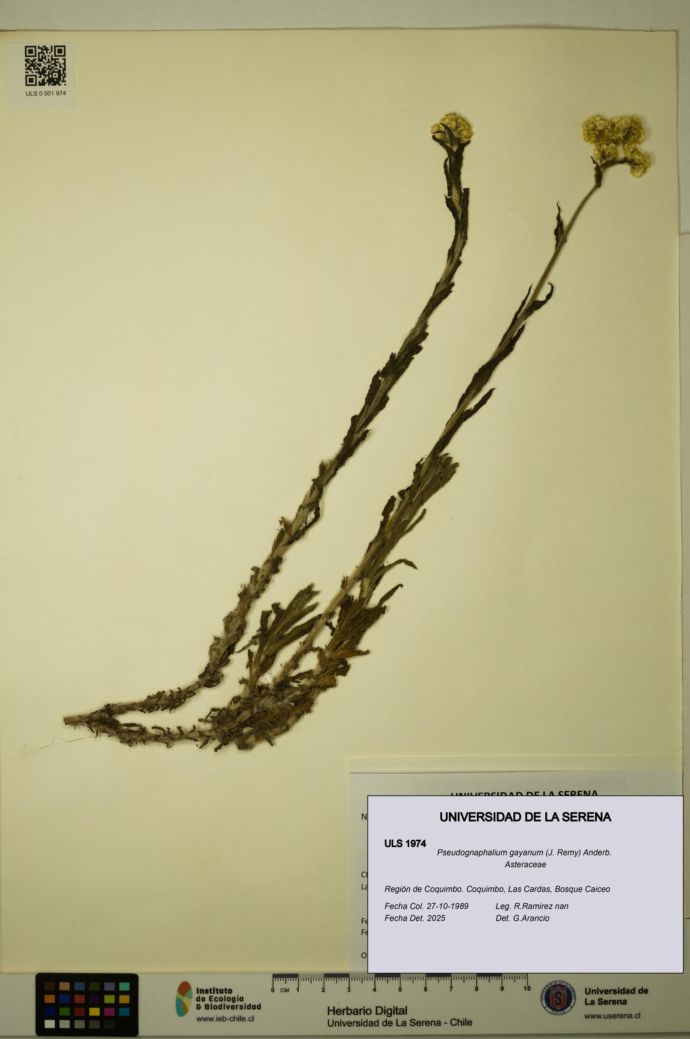 Pseudognaphalium gayanum [Espécimen: ULS:ULS:0001974]
