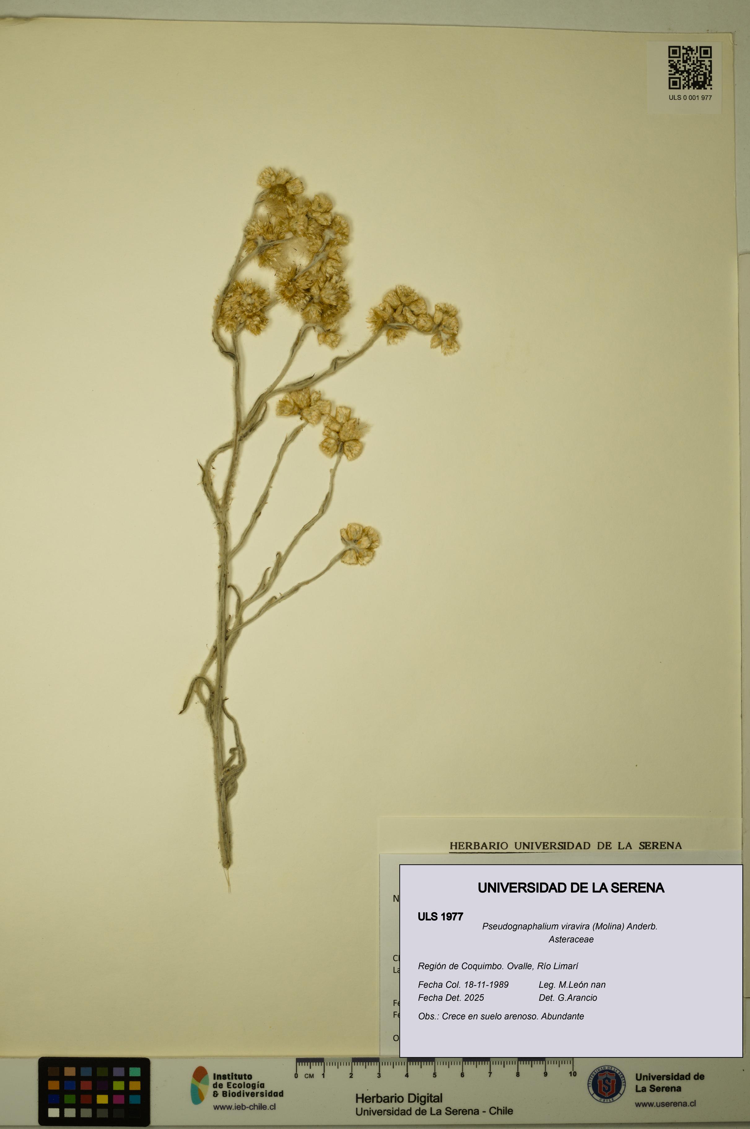 Pseudognaphalium viravira [Espécimen: ULS:ULS:0001977]