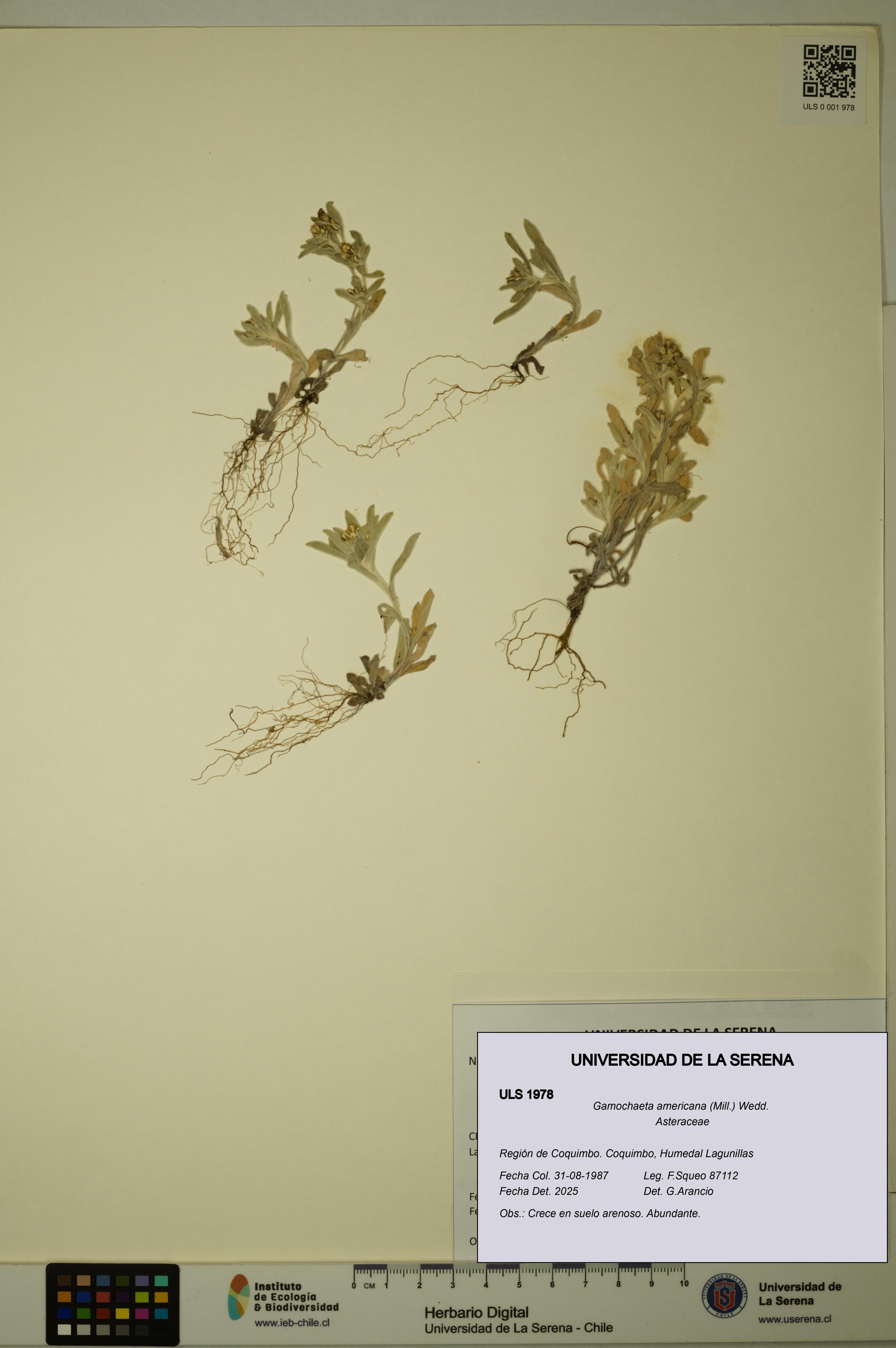 Gamochaeta americana [Espécimen: ULS:ULS:0001978]