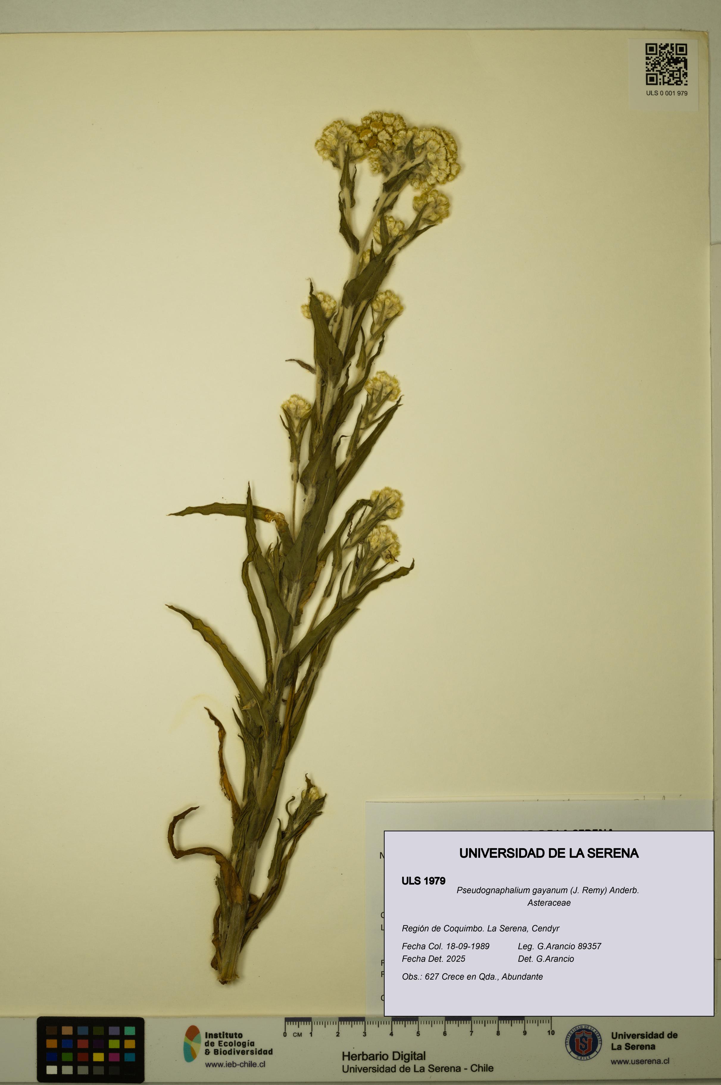 Pseudognaphalium gayanum [Espécimen: ULS:ULS:0001979]