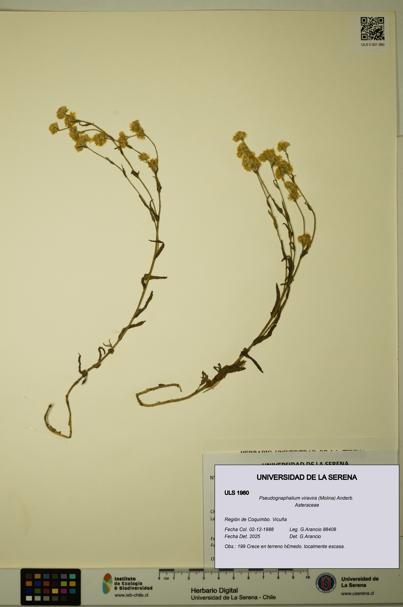 Pseudognaphalium viravira [Espécimen: ULS:ULS:0001980]