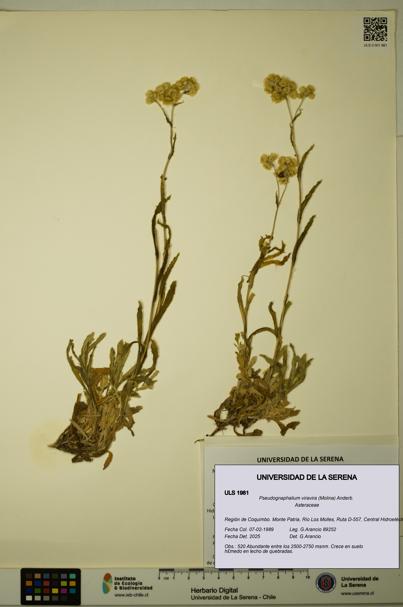 Pseudognaphalium viravira [Espécimen: ULS:ULS:0001981]