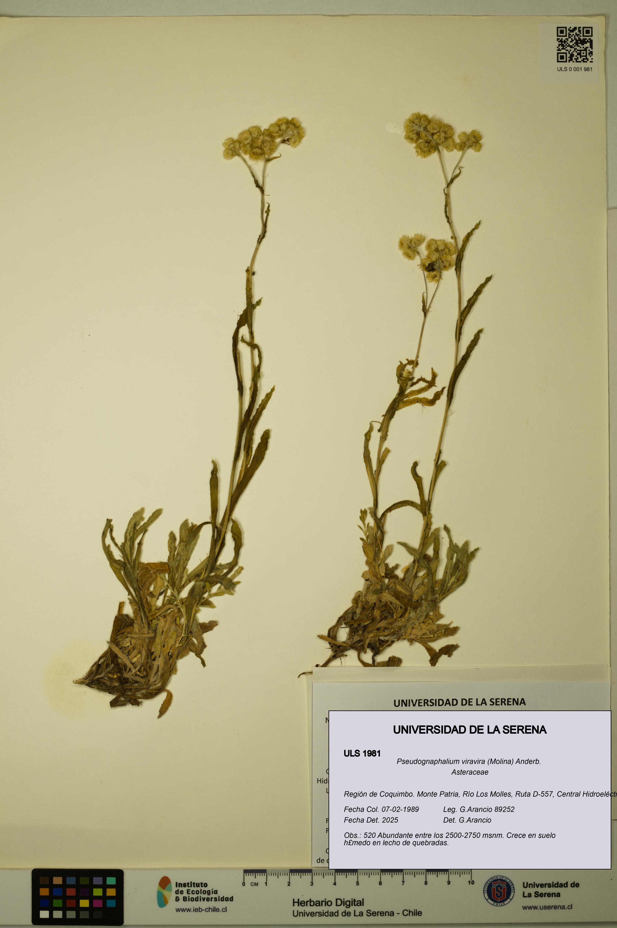 Pseudognaphalium viravira [Espécimen: ULS:ULS:0001981]
