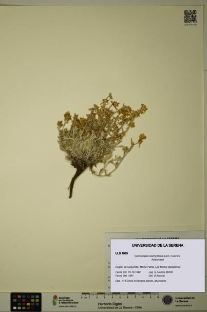 Gamochaeta stachydifolia [Espécimen: ULS:ULS:0001983]