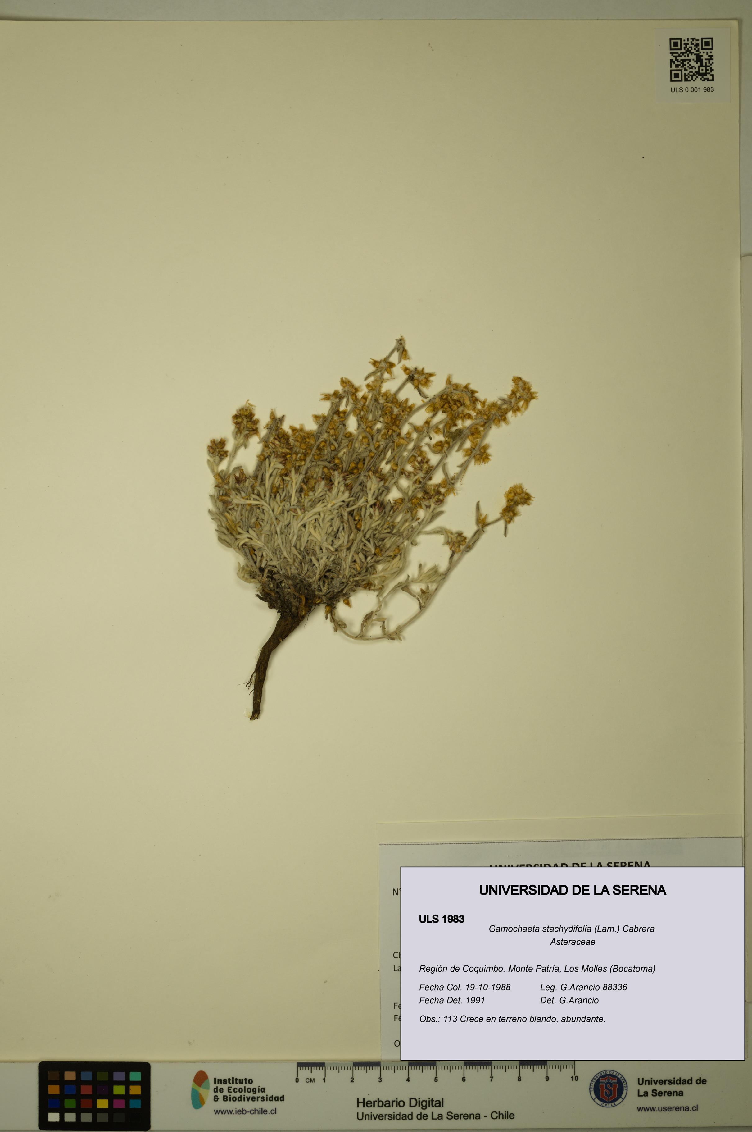 Gamochaeta stachydifolia [Espécimen: ULS:ULS:0001983]