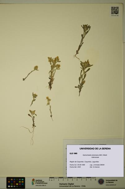 Gamochaeta americana [Espécimen: ULS:ULS:0001985]