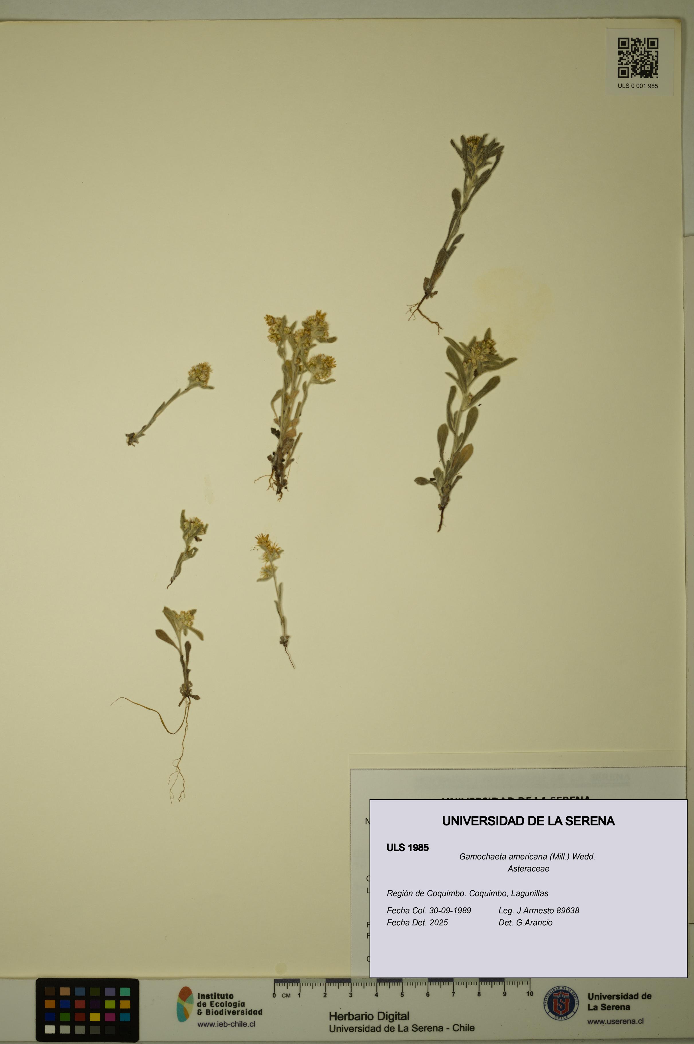 Gamochaeta americana [Espécimen: ULS:ULS:0001985]