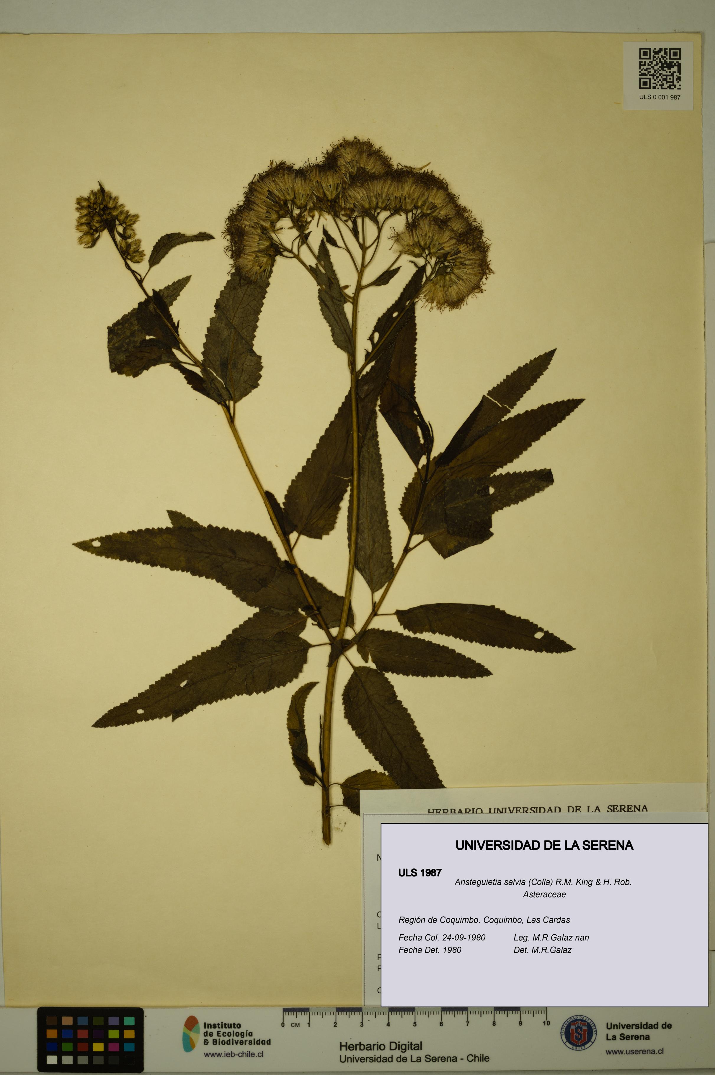 Aristeguietia salvia [Espécimen: ULS:ULS:0001987]