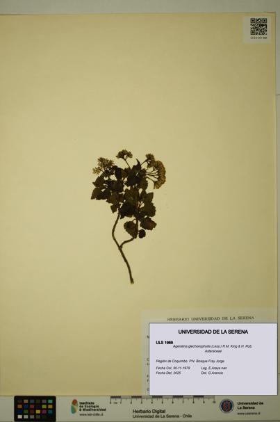 Ageratina glechonophylla [Espécimen: ULS:ULS:0001988]