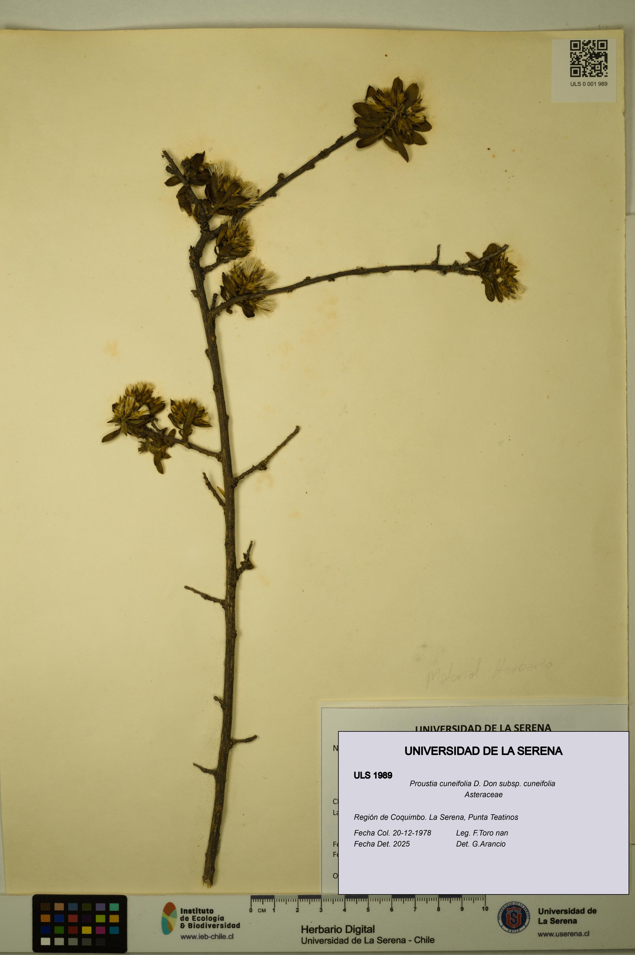 Proustia cuneifolia subsp. cuneifolia [Espécimen: ULS:ULS:0001989]