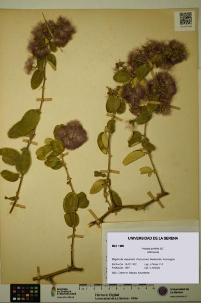 Proustia pyrifolia [Espécimen: ULS:ULS:0001990]