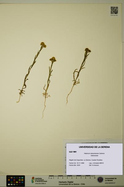 Helenium atacamense [Espécimen: ULS:ULS:0001991]