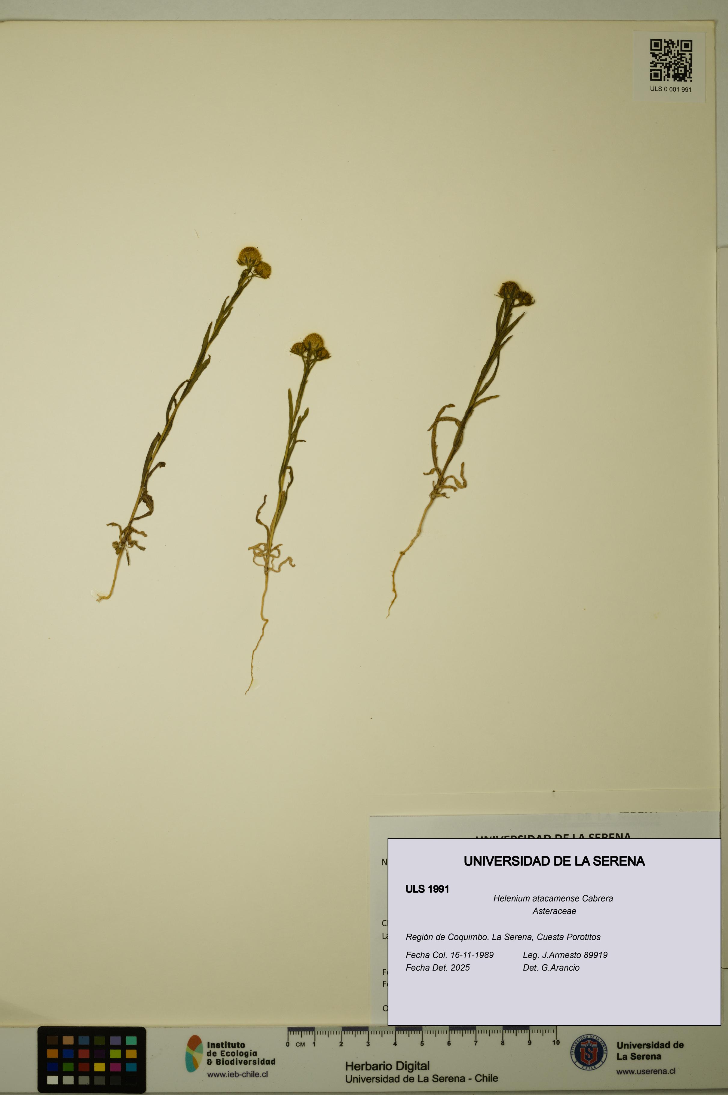 Helenium atacamense [Espécimen: ULS:ULS:0001991]